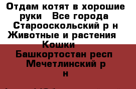 Отдам котят в хорошие руки - Все города, Старооскольский р-н Животные и растения » Кошки   . Башкортостан респ.,Мечетлинский р-н